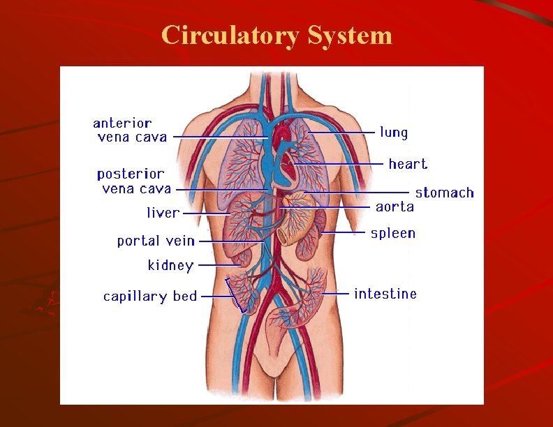 Circulatory System 