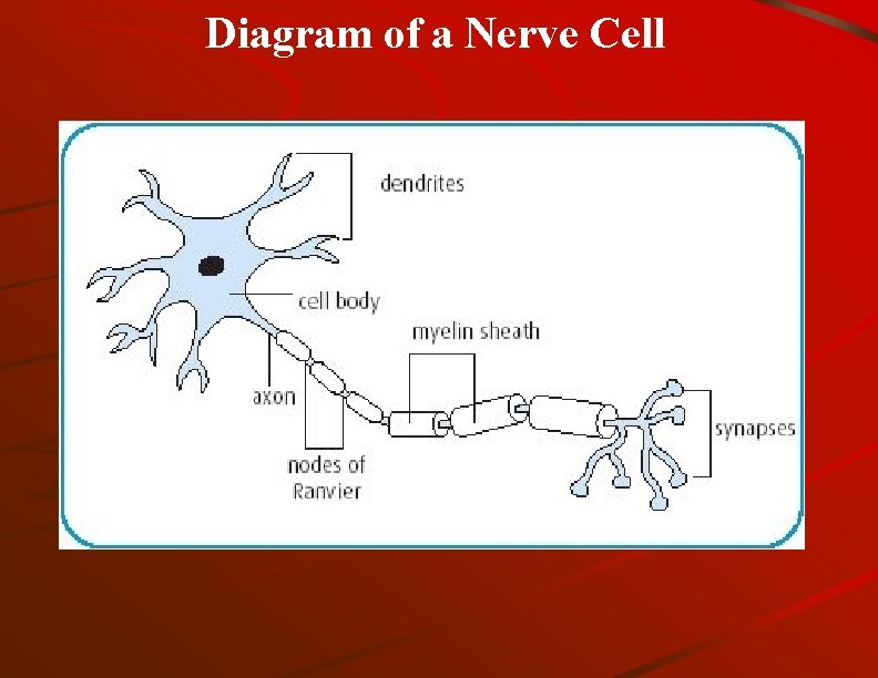 Diagram of a Nerve Cell 