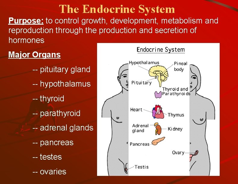 The Endocrine System Purpose: to control growth, development, metabolism and reproduction through the production