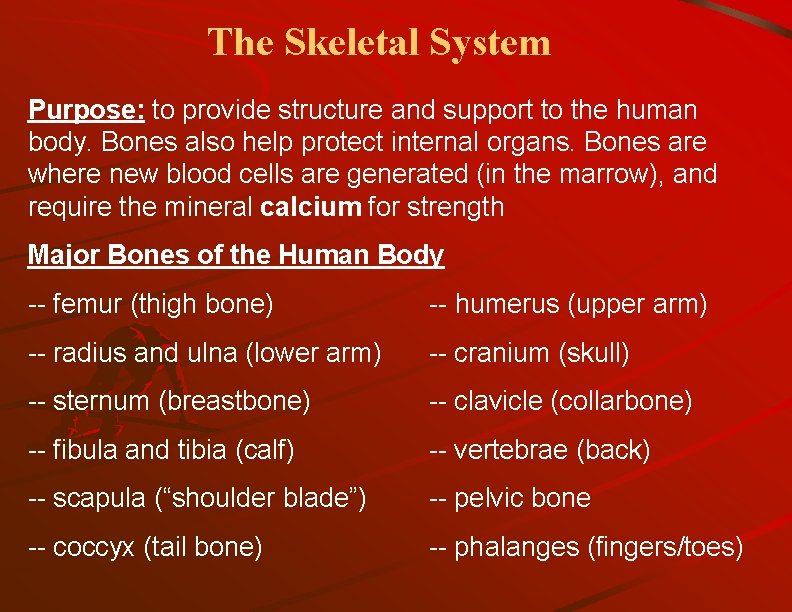 The Skeletal System Purpose: to provide structure and support to the human body. Bones