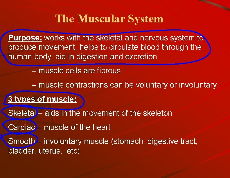 The Muscular System Purpose: works with the skeletal and nervous system to produce movement,