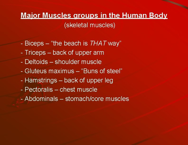 Major Muscles groups in the Human Body (skeletal muscles) - Biceps – “the beach