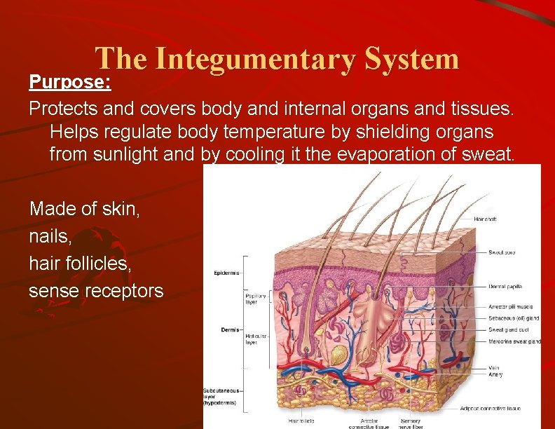 The Integumentary System Purpose: Protects and covers body and internal organs and tissues. Helps
