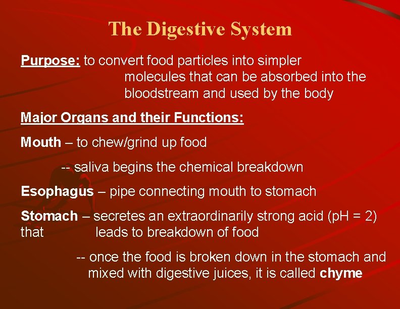 The Digestive System Purpose: to convert food particles into simpler molecules that can be