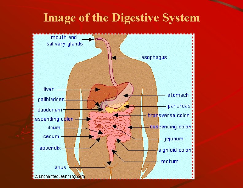Image of the Digestive System 