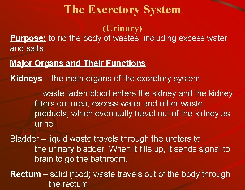 The Excretory System (Urinary) Purpose: to rid the body of wastes, including excess water