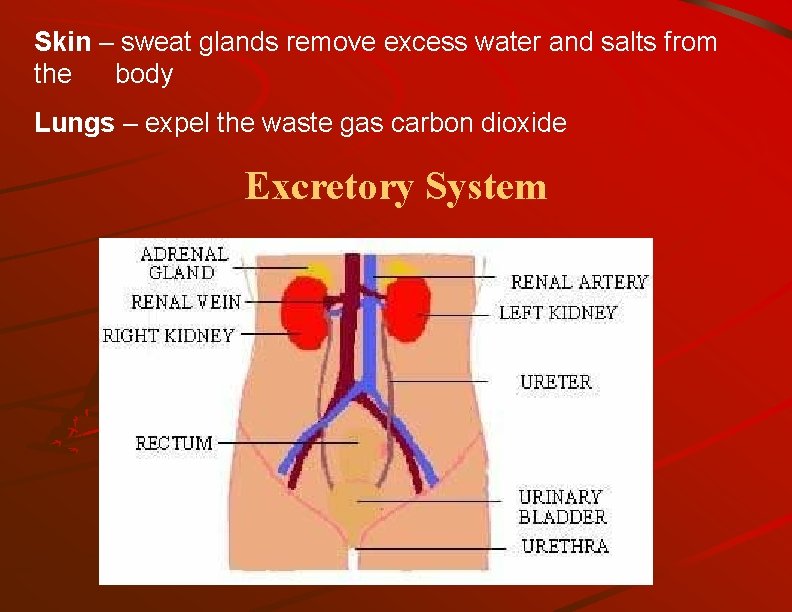 Skin – sweat glands remove excess water and salts from the body Lungs –