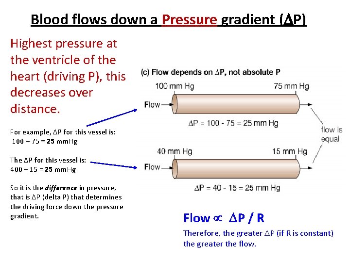 Blood flows down a Pressure gradient ( P) Highest pressure at the ventricle of