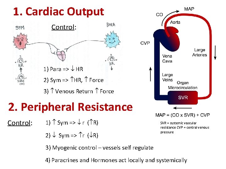 1. Cardiac Output Control: 1) Para => HR 2) Sym => HR, Force 3)