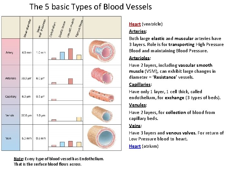 The 5 basic Types of Blood Vessels Heart (ventricle) Arteries: Both large elastic and