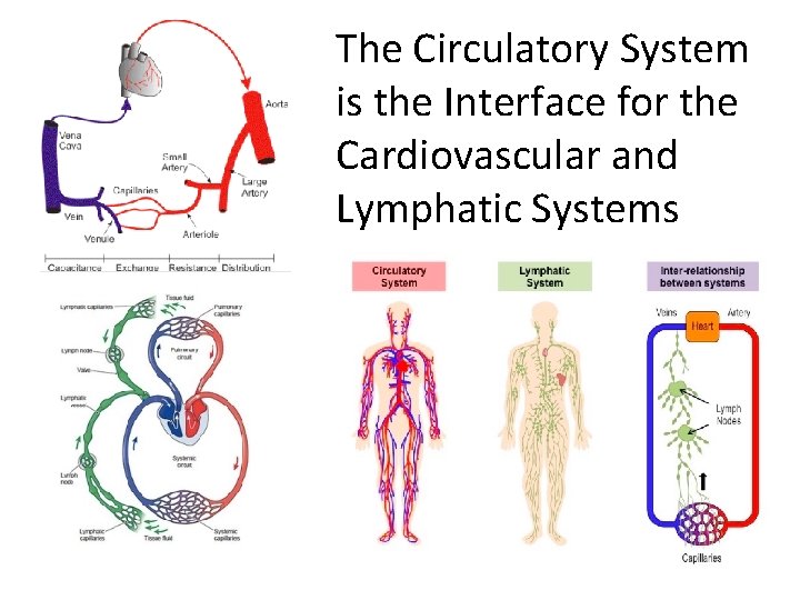 The Circulatory System is the Interface for the Cardiovascular and Lymphatic Systems 