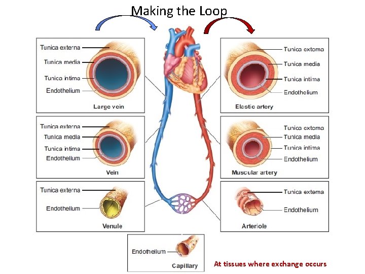 Making the Loop At tissues where exchange occurs 