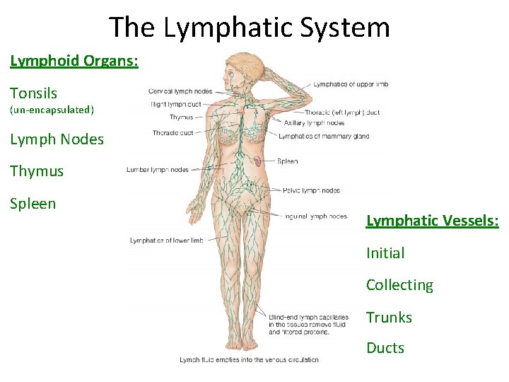 The Lymphatic System Lymphoid Organs: Tonsils (un-encapsulated) Lymph Nodes Thymus Spleen Lymphatic Vessels: Initial