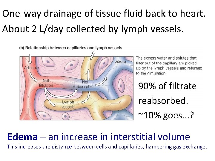 One-way drainage of tissue fluid back to heart. About 2 L/day collected by lymph