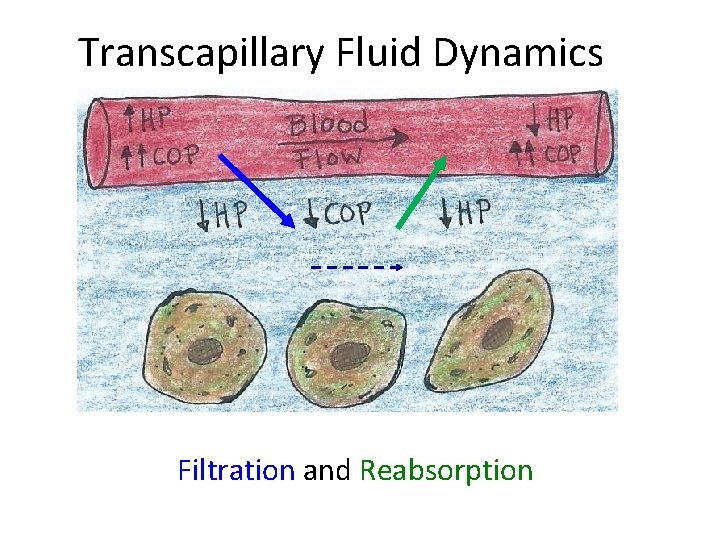 Transcapillary Fluid Dynamics Filtration and Reabsorption 