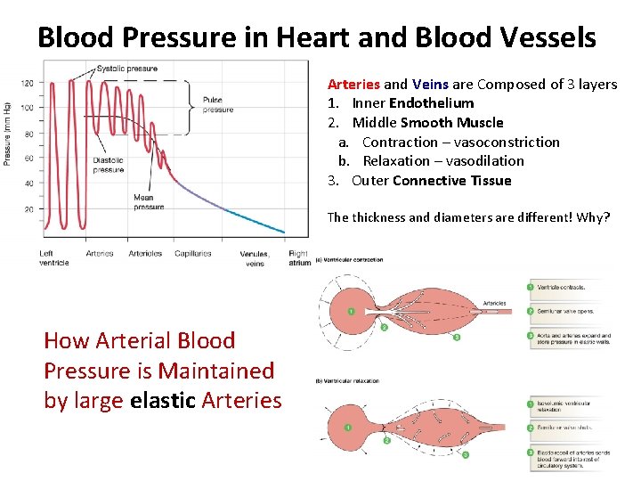 Blood Pressure in Heart and Blood Vessels Arteries and Veins are Composed of 3