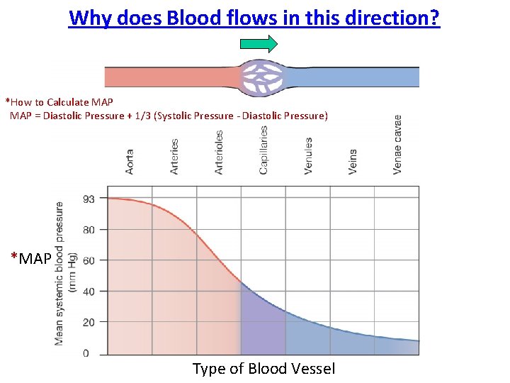 Why does Blood flows in this direction? *How to Calculate MAP = Diastolic Pressure