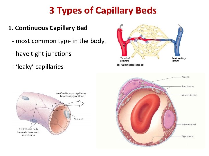 3 Types of Capillary Beds 1. Continuous Capillary Bed - most common type in