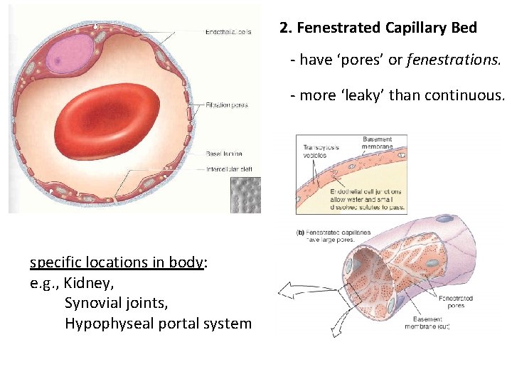 2. Fenestrated Capillary Bed - have ‘pores’ or fenestrations. - more ‘leaky’ than continuous.