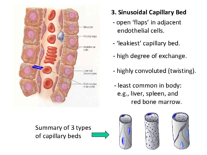 3. Sinusoidal Capillary Bed - open ‘flaps’ in adjacent endothelial cells. - ‘leakiest’ capillary