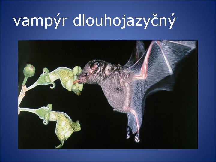 vampýr dlouhojazyčný 