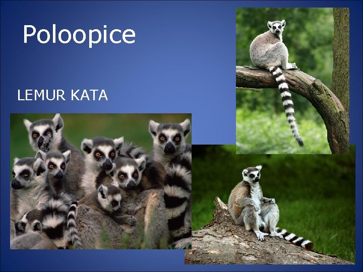 Poloopice LEMUR KATA 