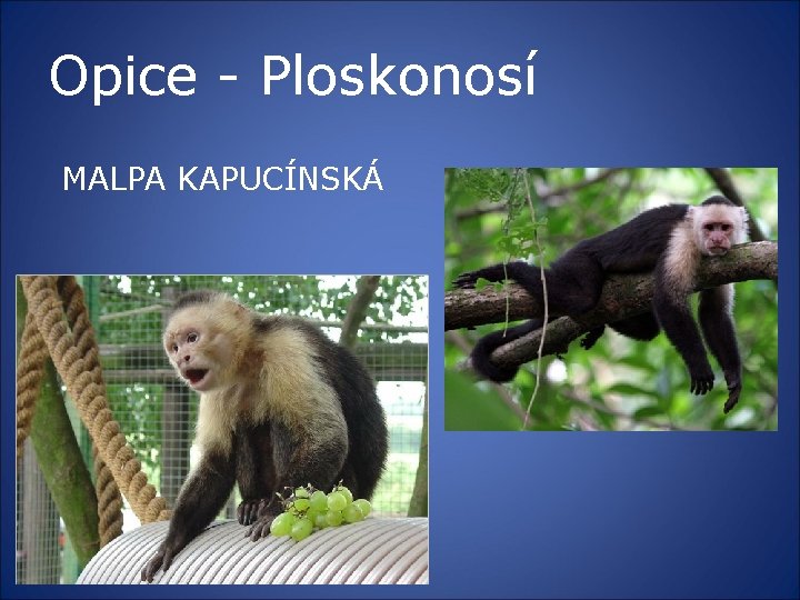 Opice - Ploskonosí MALPA KAPUCÍNSKÁ 