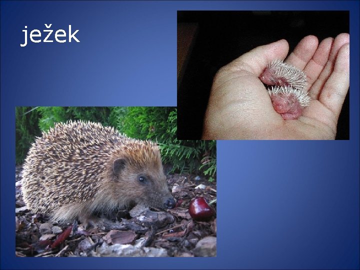 ježek 