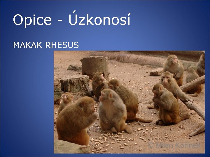 Opice - Úzkonosí MAKAK RHESUS 