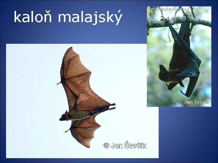 kaloň malajský 