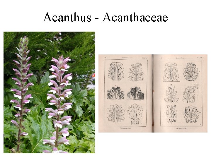 Acanthus - Acanthaceae 
