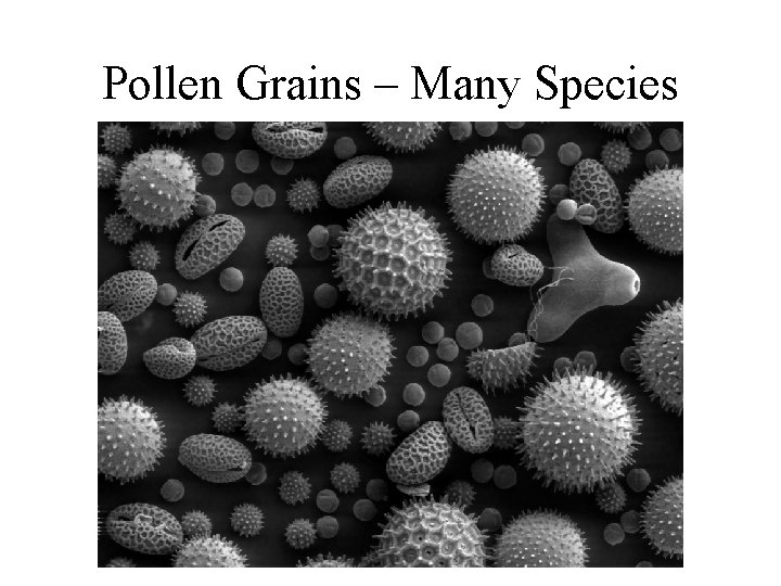 Pollen Grains – Many Species 