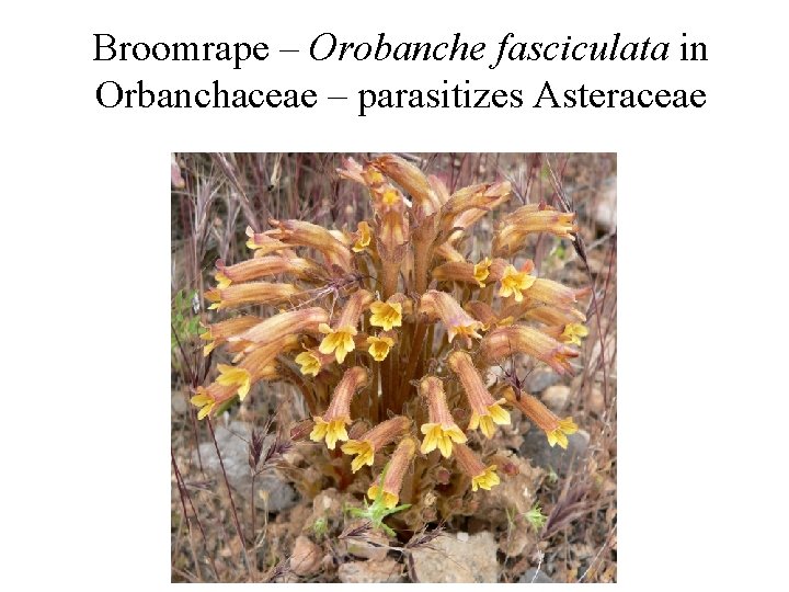 Broomrape – Orobanche fasciculata in Orbanchaceae – parasitizes Asteraceae 