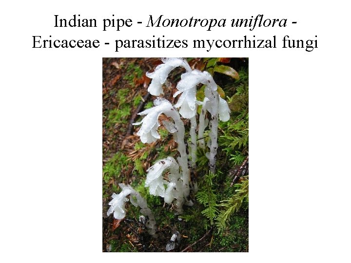 Indian pipe - Monotropa uniflora Ericaceae - parasitizes mycorrhizal fungi 