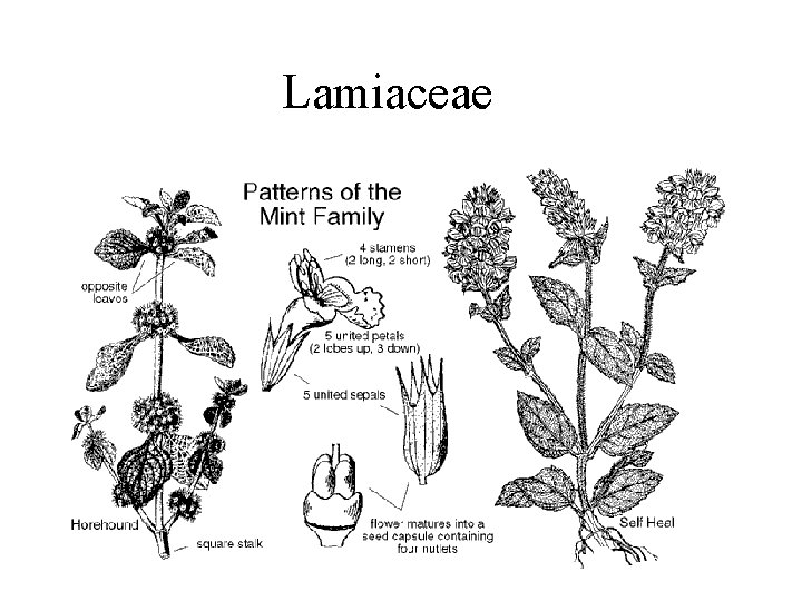 Lamiaceae 