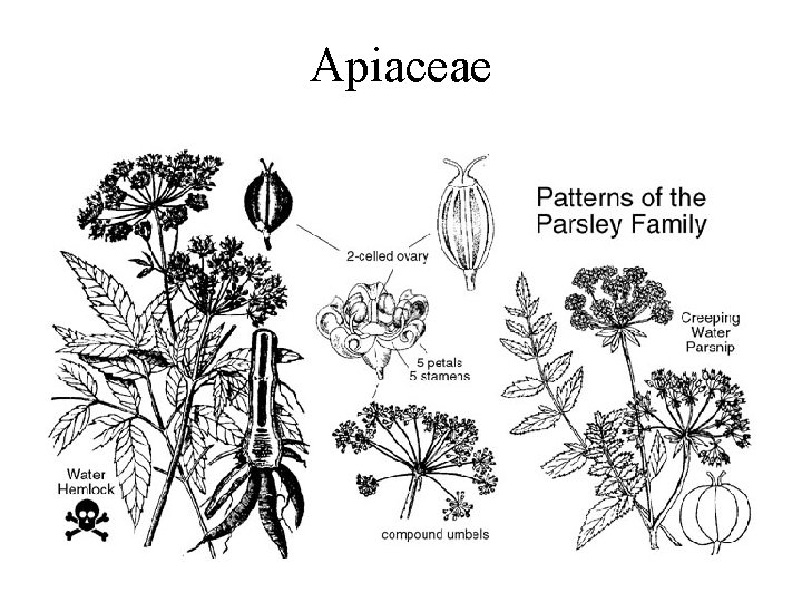 Apiaceae 