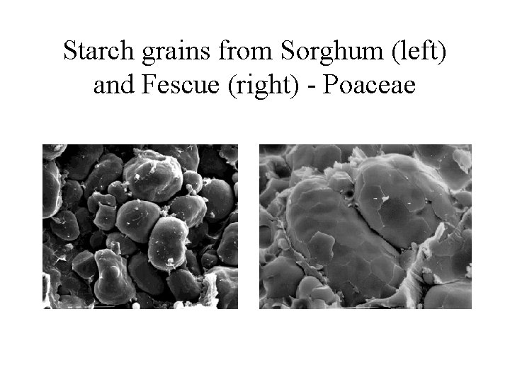 Starch grains from Sorghum (left) and Fescue (right) - Poaceae 
