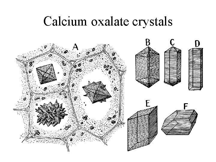 Calcium oxalate crystals 