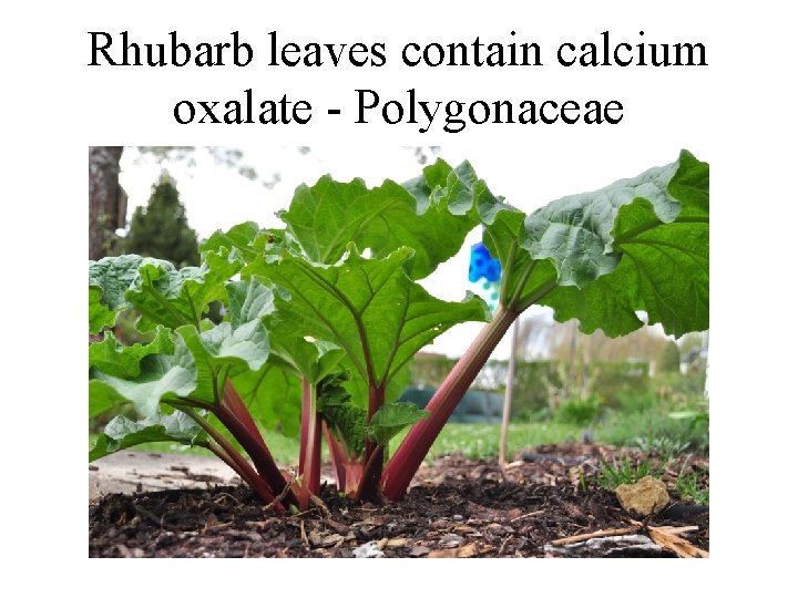 Rhubarb leaves contain calcium oxalate - Polygonaceae 