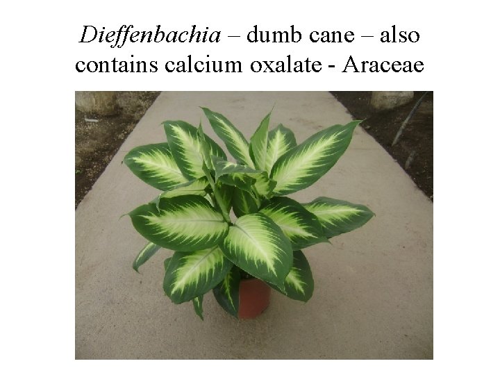 Dieffenbachia – dumb cane – also contains calcium oxalate - Araceae 
