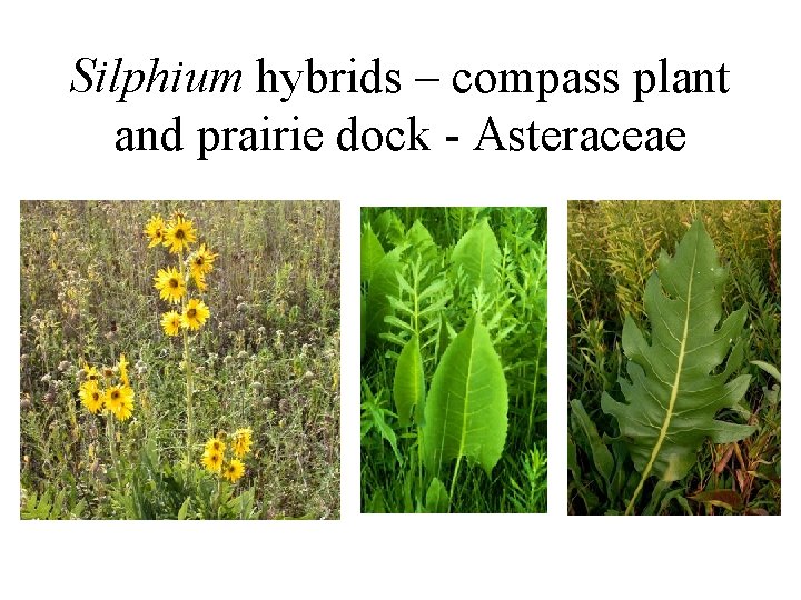 Silphium hybrids – compass plant and prairie dock - Asteraceae 