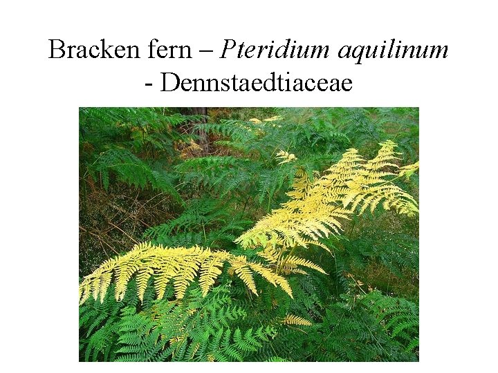 Bracken fern – Pteridium aquilinum - Dennstaedtiaceae 