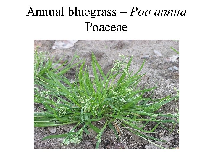 Annual bluegrass – Poa annua Poaceae 