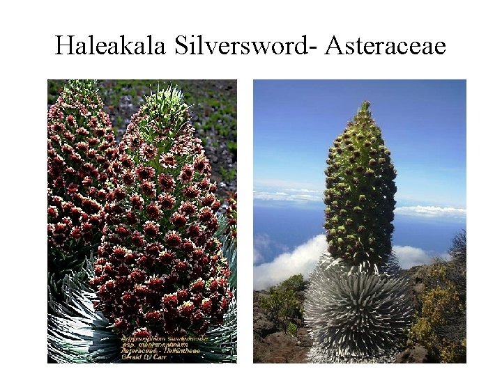Haleakala Silversword- Asteraceae 