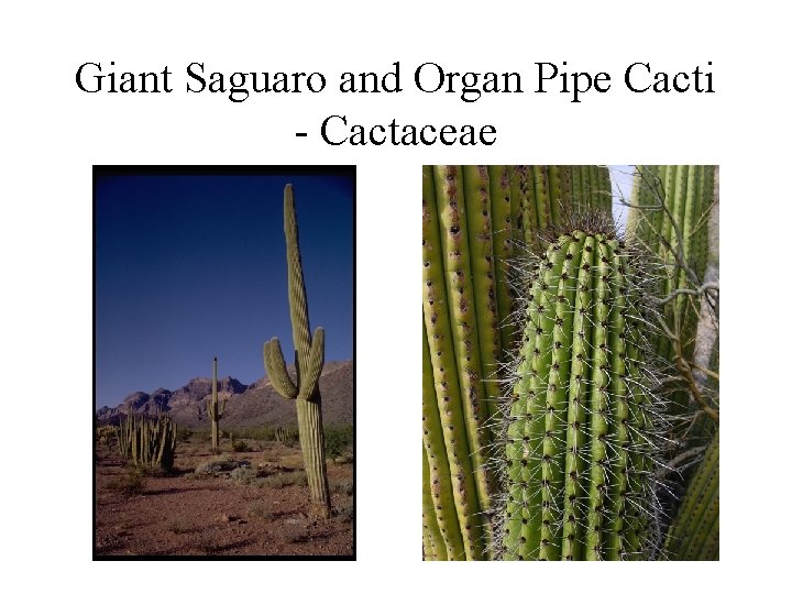 Giant Saguaro and Organ Pipe Cacti - Cactaceae 