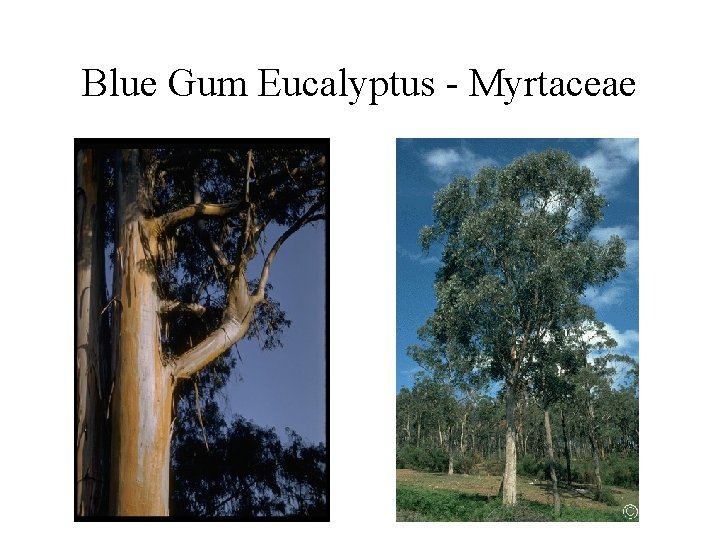 Blue Gum Eucalyptus - Myrtaceae 