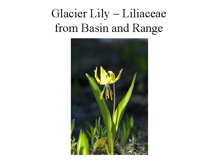 Glacier Lily – Liliaceae from Basin and Range 