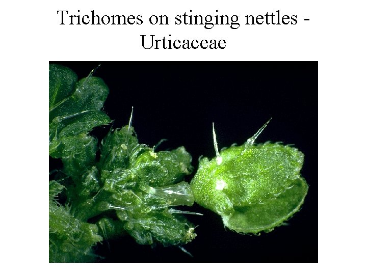 Trichomes on stinging nettles Urticaceae 