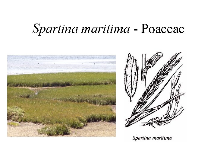 Spartina maritima - Poaceae 