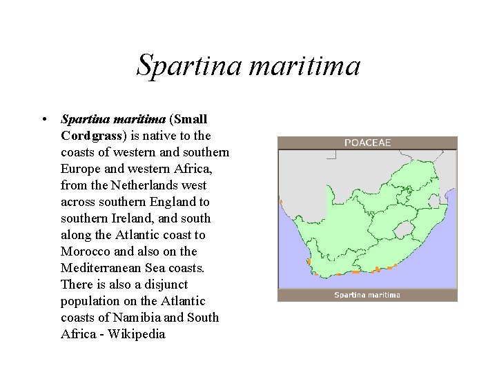 Spartina maritima • Spartina maritima (Small Cordgrass) is native to the coasts of western